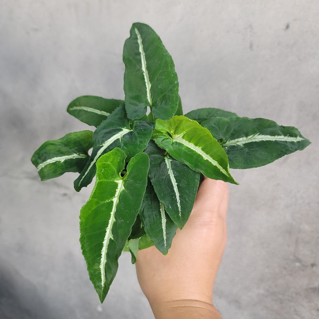 SYNGONIUM - SYNGONIUM WENDLANDII - 4"