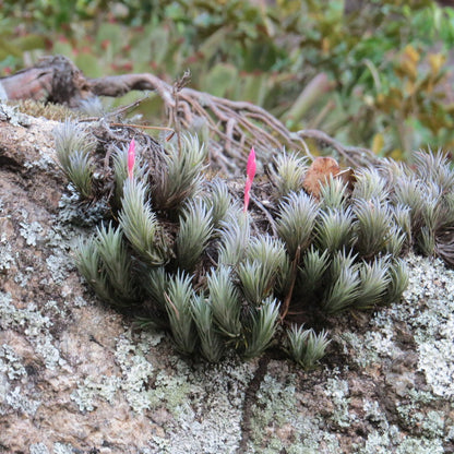 Tillandsia araujei purple