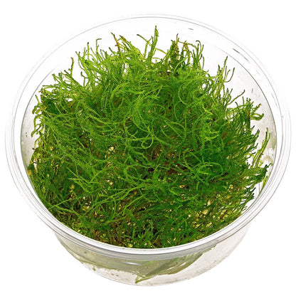 Taiwan moss - 2" cup