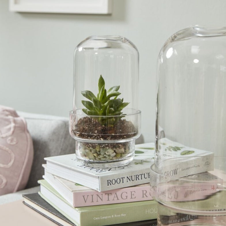 TERRARIUM GLASS - Griffith Terrarium - 4.25"