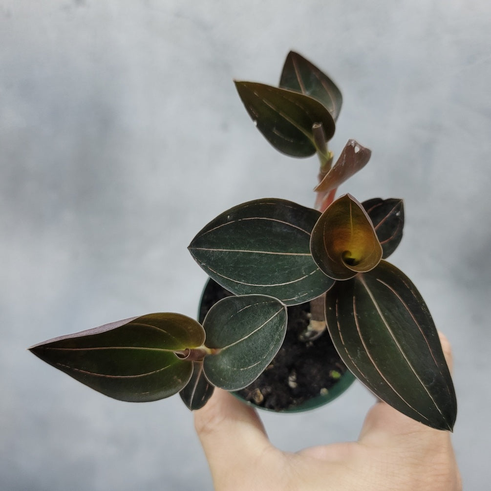 TERRARIUM - LUDISIA DISCOLOR - 3"