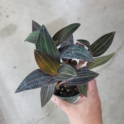 TERRARIUM - Ludisia Discolor - 4"