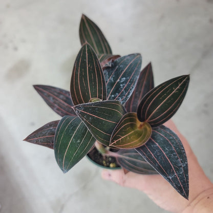 TERRARIUM - Ludisia Discolor - 4"