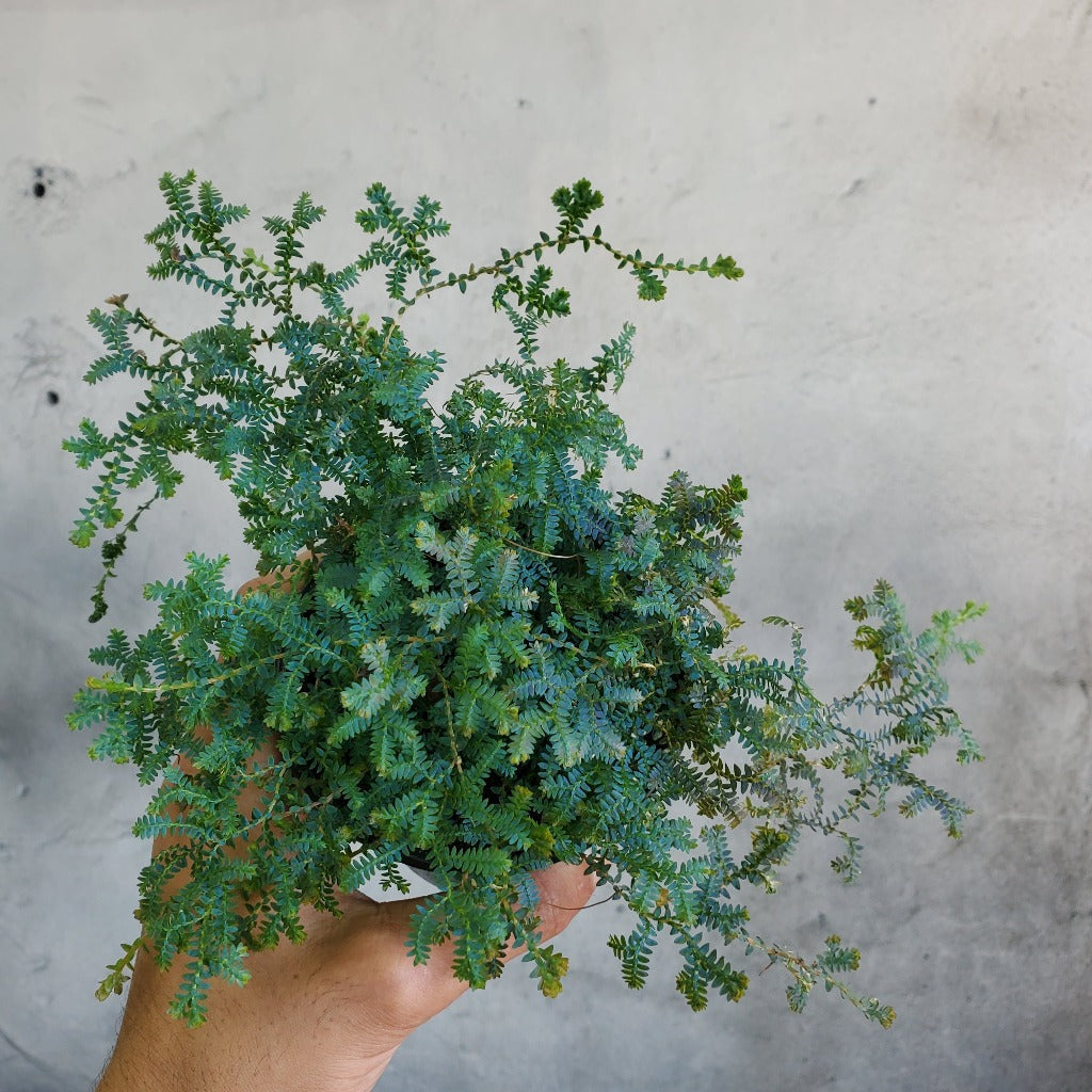 TERRARIUM - Selaginella Uncinata - 4"