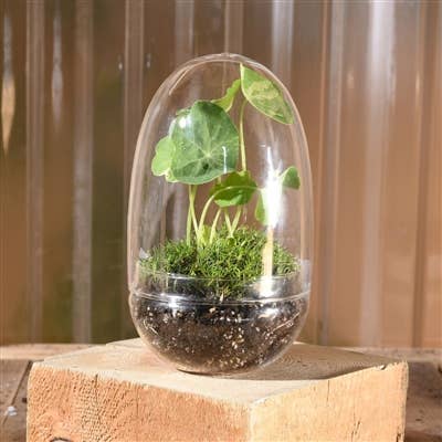 Sole Terrarium, Glass - Oval, Sm