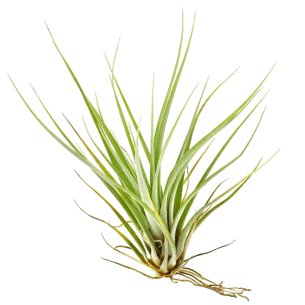 Fasciculata - 6"