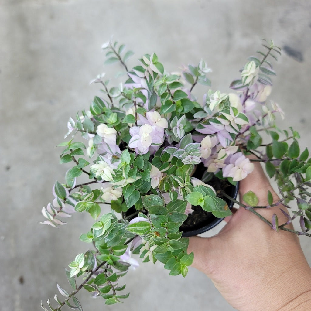 TRAILING PLANTS - Callisia Pink Lady - 4"