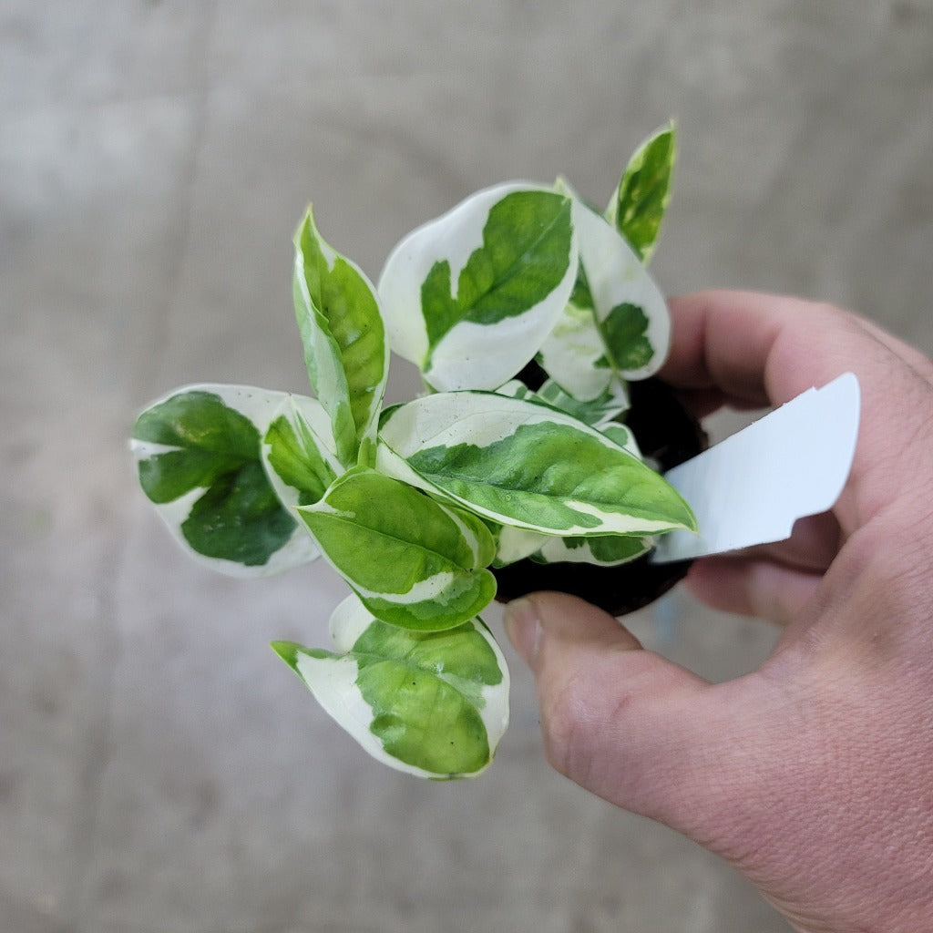 TRAILING PLANTS - Epipremnum Aureum 'Njoy' - 3"