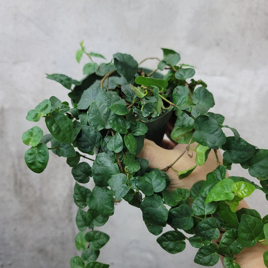 TRAILING PLANTS - Ficus Pumila - 4"