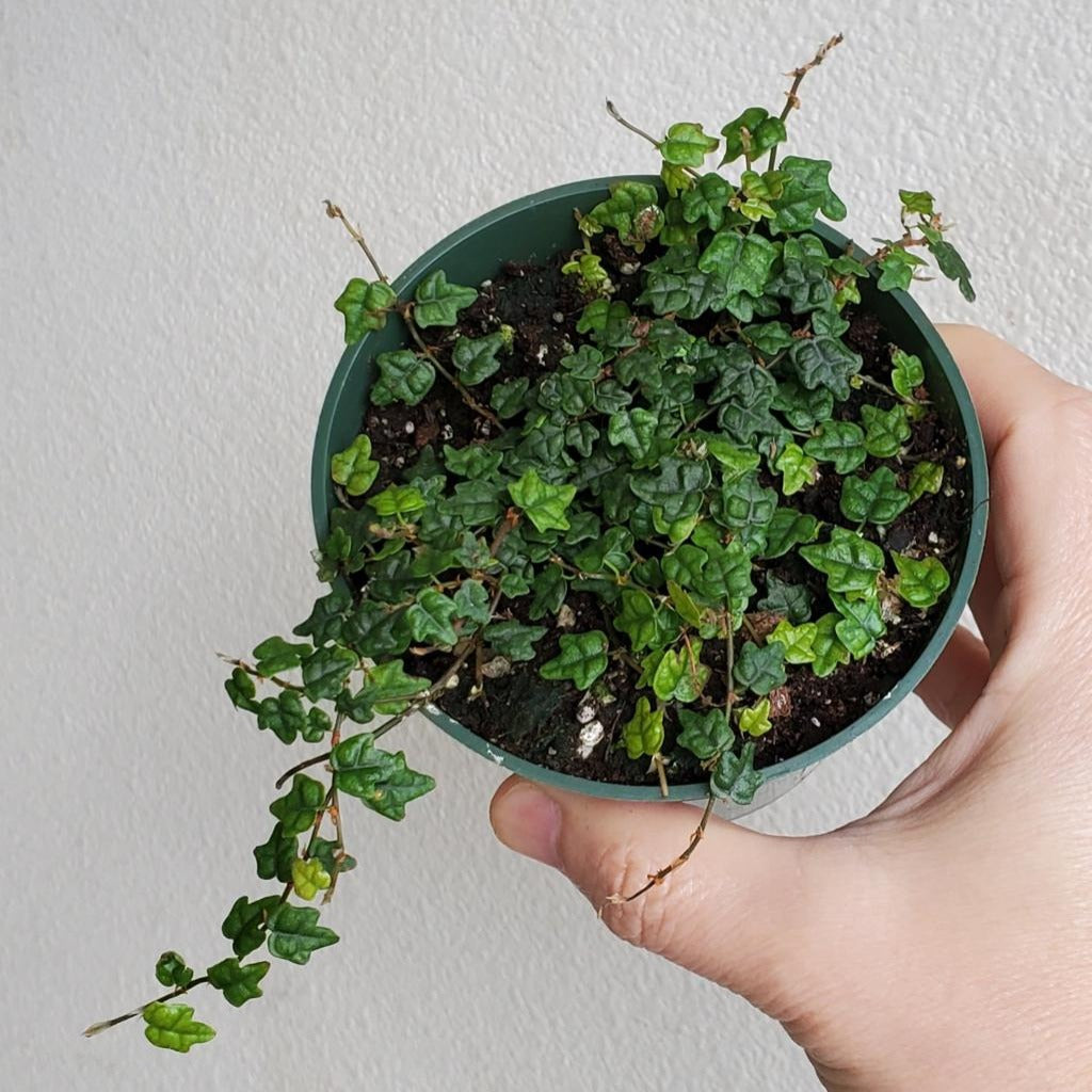 Ficus pumila var. quercifolia - 4