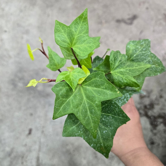 TRAILING PLANTS - Hedera Algeriensis 'Neon' - 4"