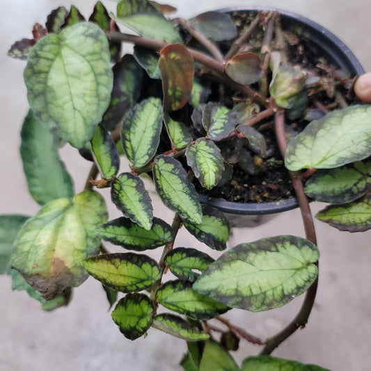 TRAILING PLANTS - Pellionia Repens - 4.5"