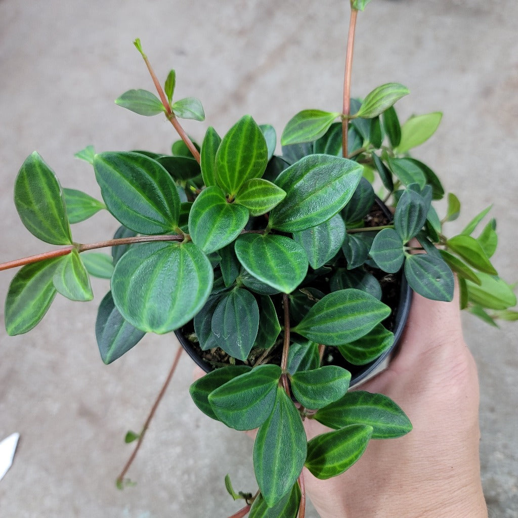 Peperomia angulata - 4