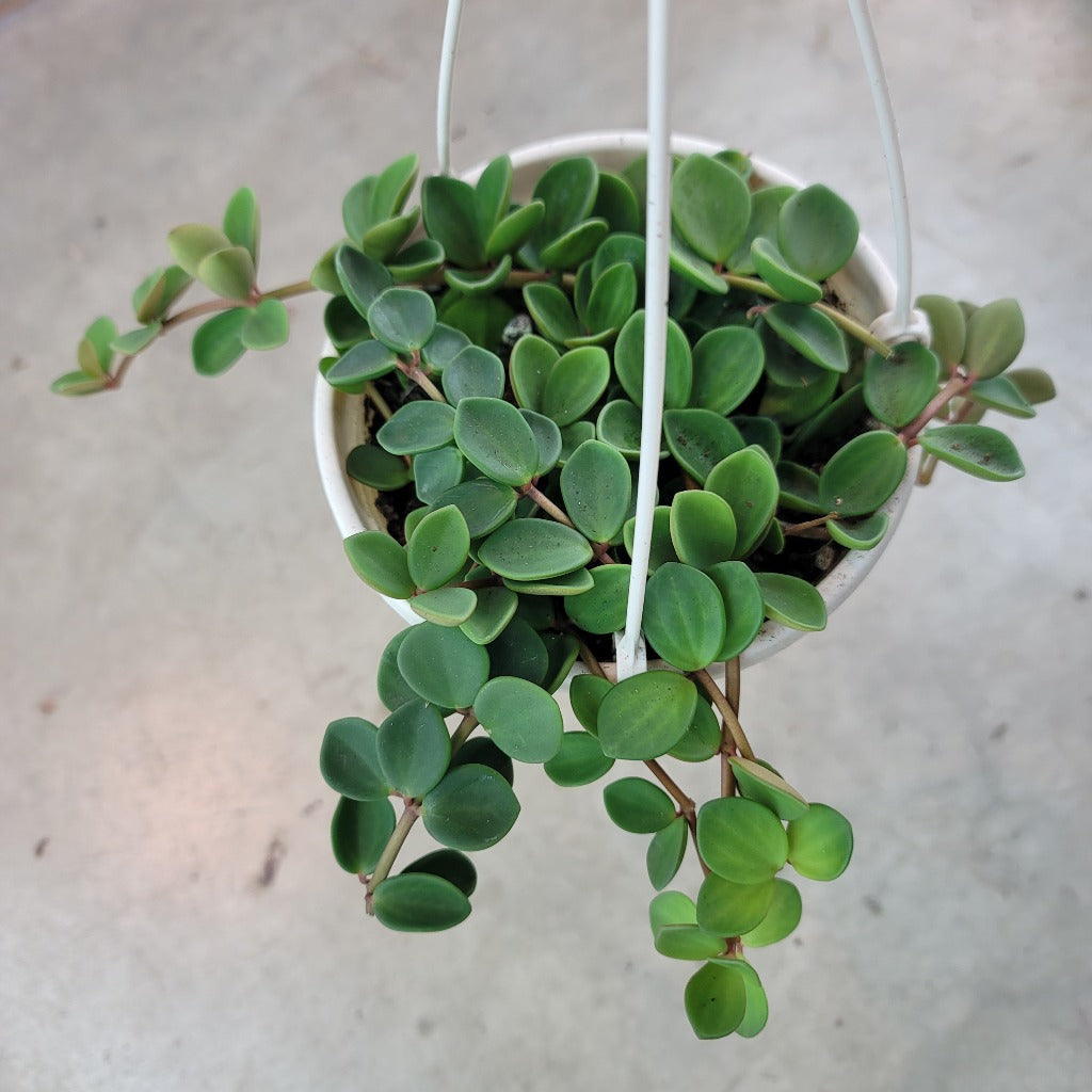 TRAILING PLANTS - Peperomia Hope - 6"