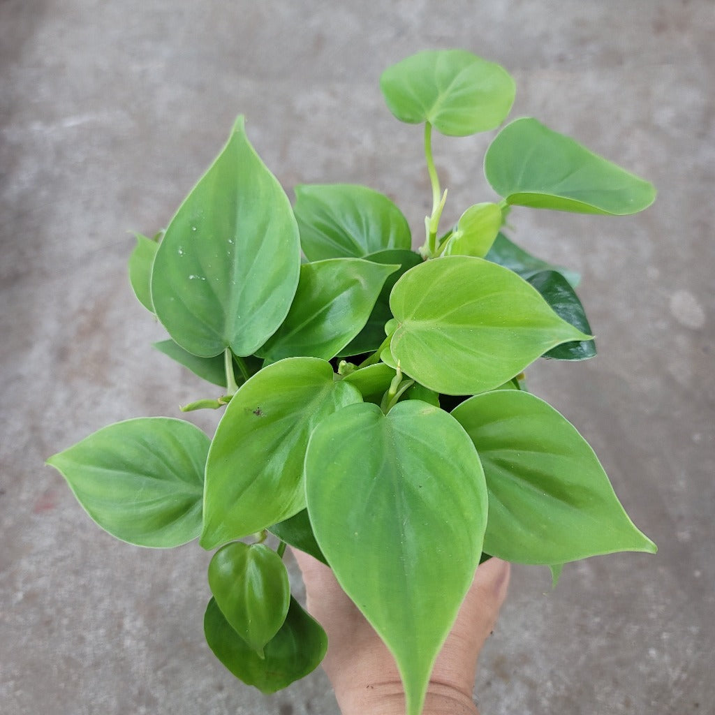 Philodendron cordatum green - 4