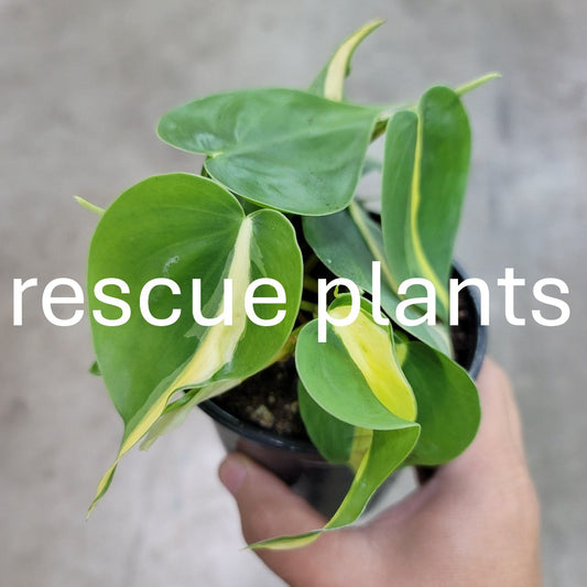 Philodendron hederaceum 'Brasil' - 4" (rescue)
