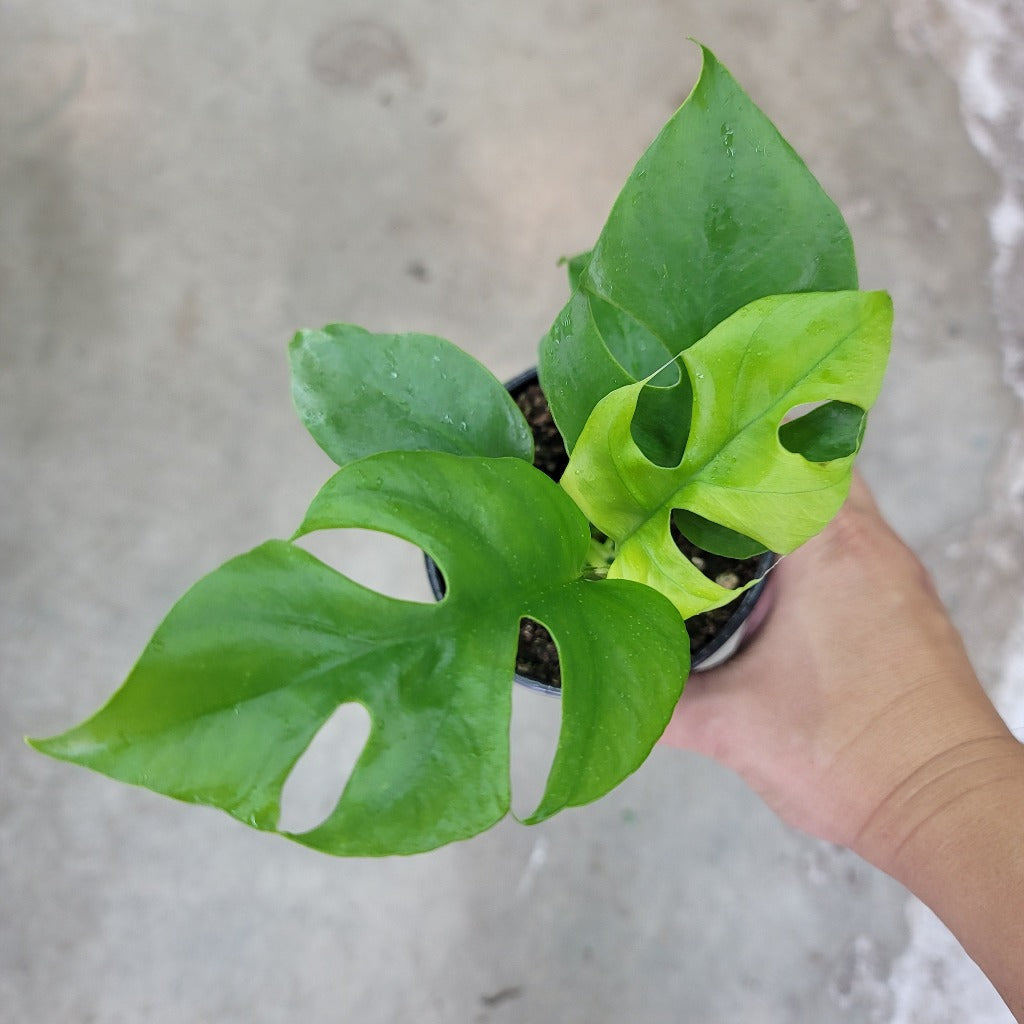 TRAILING PLANTS - Rhaphidophora Tetrasperma - 4"