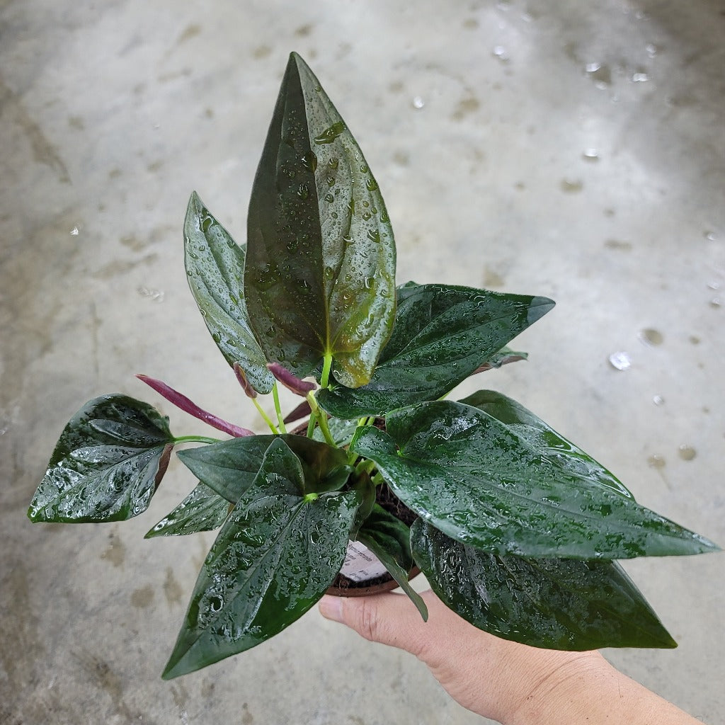 Syngonium erythrophyllum - 4