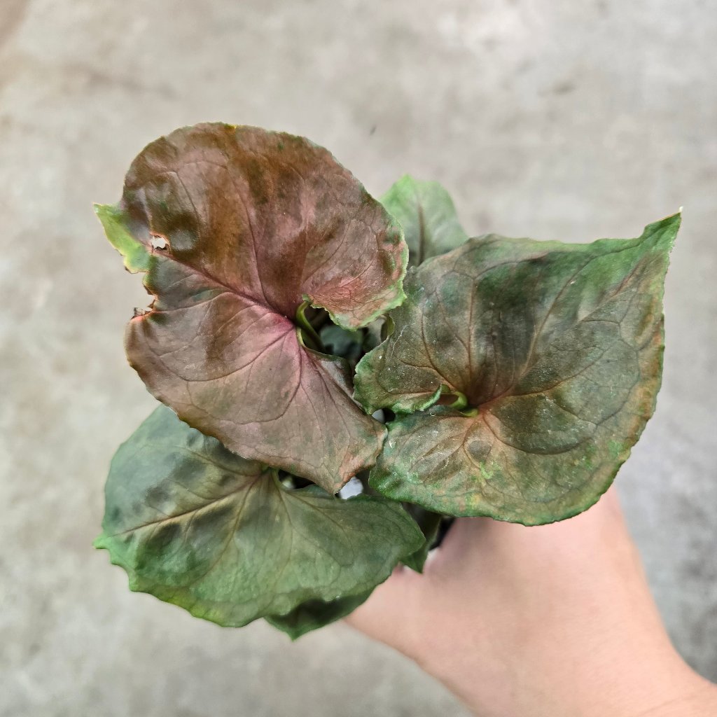 TRAILING PLANTS - Syngonium 'Strawberry Ice' - 4"