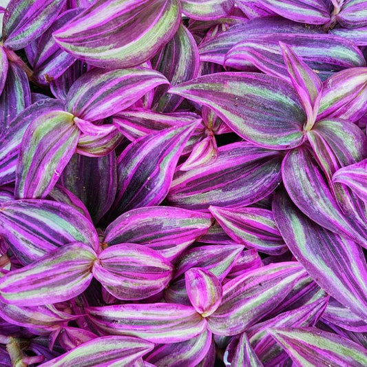 TRAILING PLANTS - Tradescantia 'Pink Paradise' - 4"