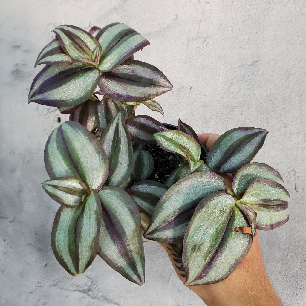 Tradescantias - Bundle & Save