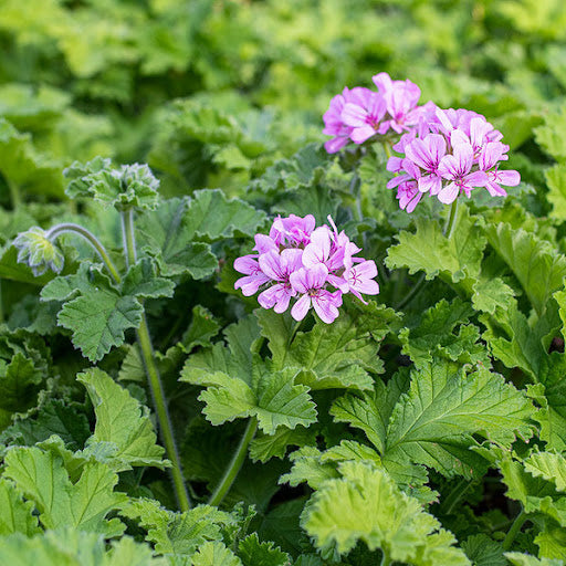 Scented Geraniums - Assorted 3.5"