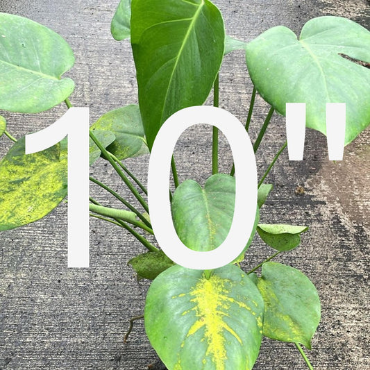 PLHC- Rescue plants- 10"