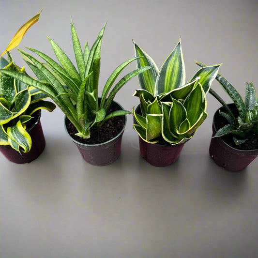 Sansevieria assorted -  Asiatic Hybrids 4"