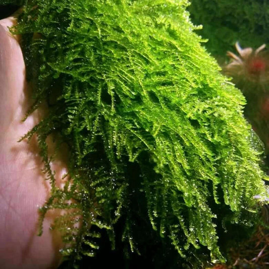 weeping moss - 2" cup
