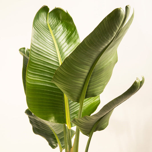 Strelitzia Bird of Paradise - 12" (White)