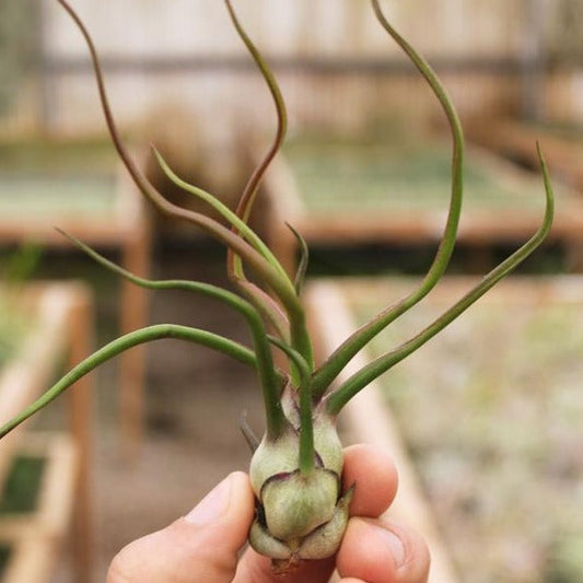 AIRPLANTS - BULBOSA GUATEMALA (6")