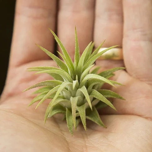 AIRPLANTS - IONANTHA RUBRA HARDLEAF - LARGE