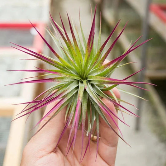 AIRPLANTS - STRICTA COMPACT MAGENTA (ENHANCED)