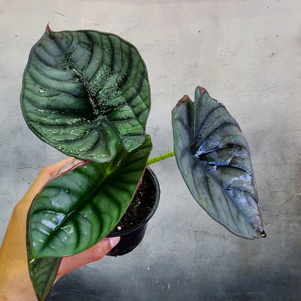 Alocasia nebula 'Imperialis' - 4