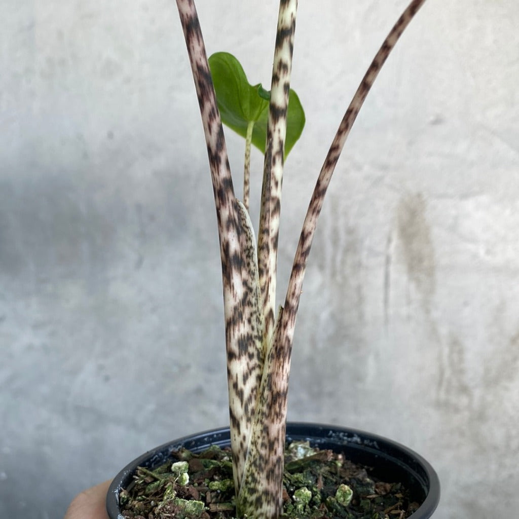 Alocasia zebrina - 4