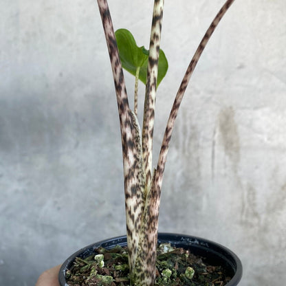 COLLECTOR PLANTS - ALOCASIA ZEBRINA - 4"