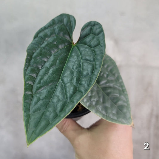 COLLECTOR PLANTS - ANTHURIUM LUXURIANS - 3"