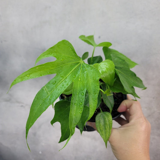 COLLECTOR PLANTS - ANTHURIUM PEDATORADIATUM - 4"