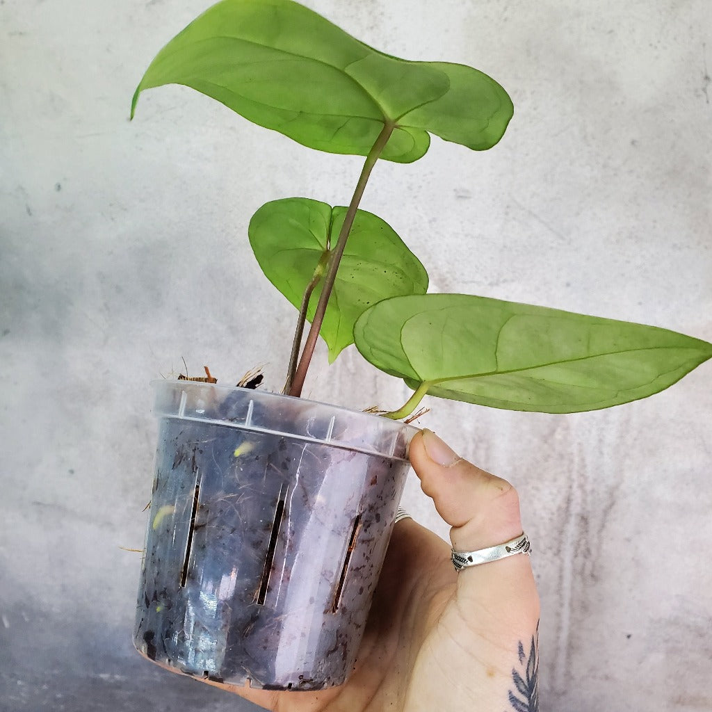 COLLECTOR PLANTS - ANTHURIUM RED GUNSAL