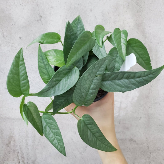 COLLECTOR PLANTS - EPIPREMNUM PINNATUM CEBU BLUE - 4"