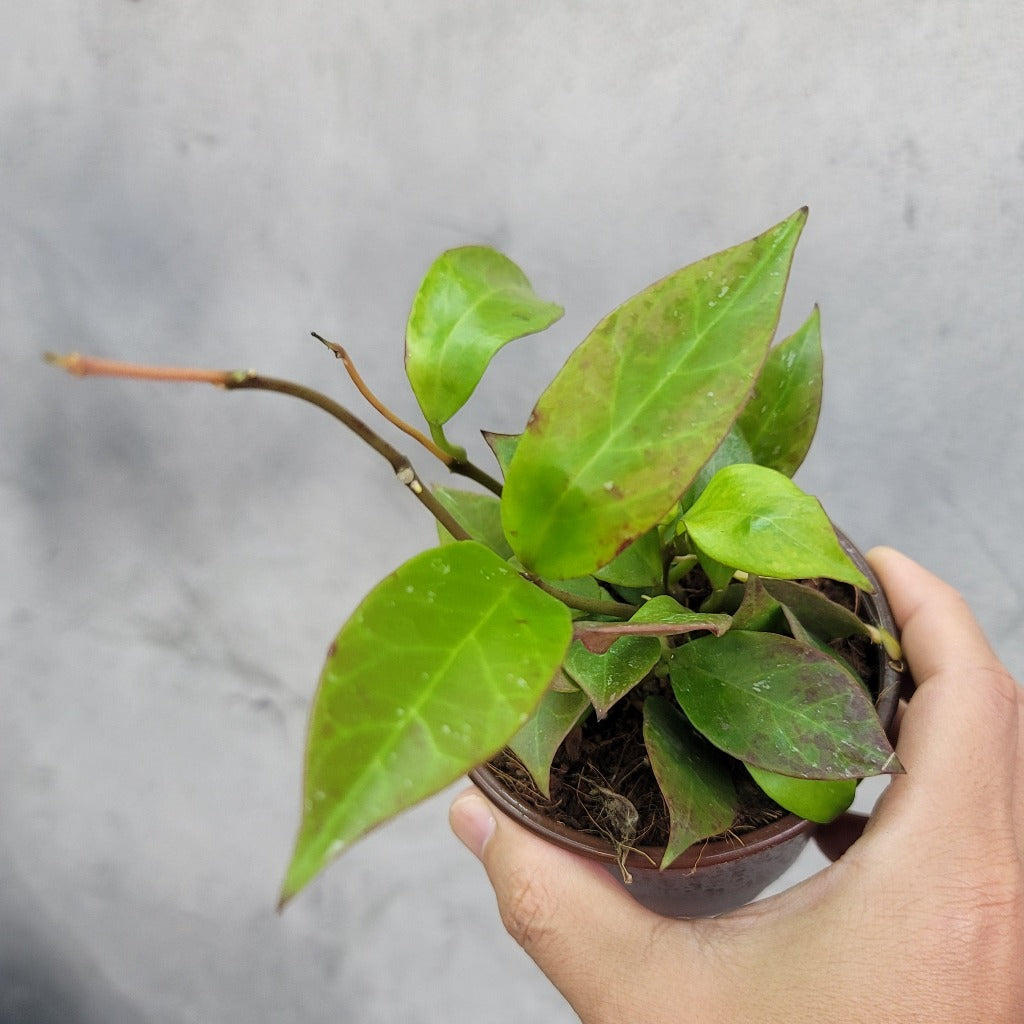 COLLECTOR PLANTS - HOYA SUNRISE - 4"