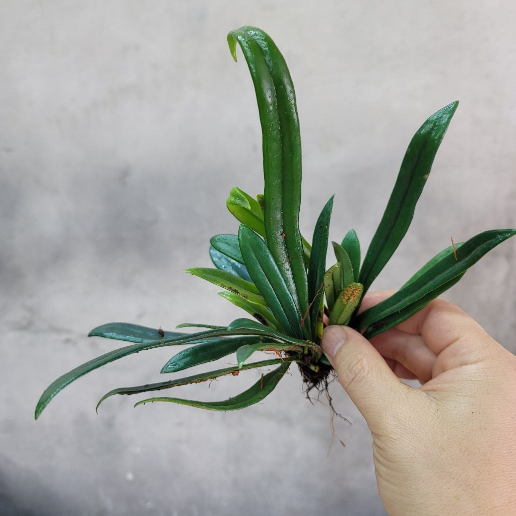 COLLECTOR PLANTS - MICROSORUM THAILANDICUM