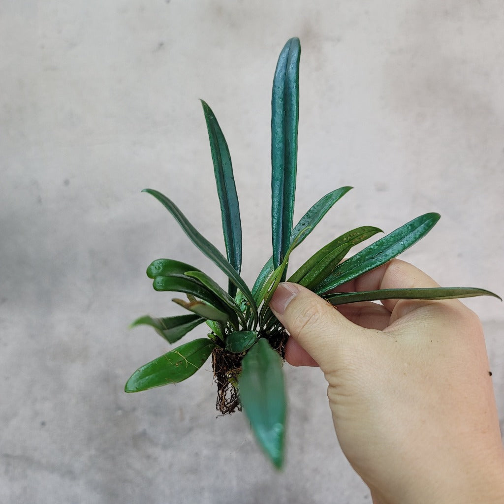 COLLECTOR PLANTS - MICROSORUM THAILANDICUM