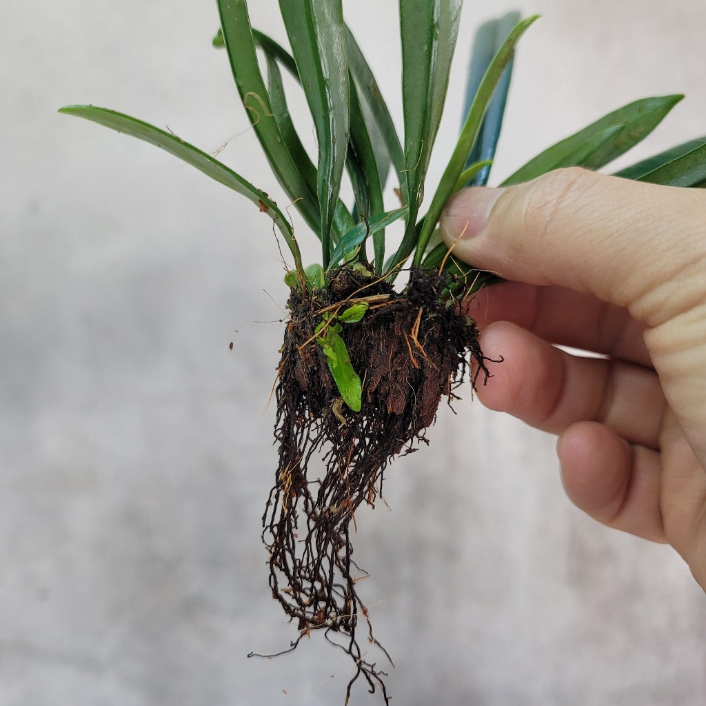 COLLECTOR PLANTS - MICROSORUM THAILANDICUM