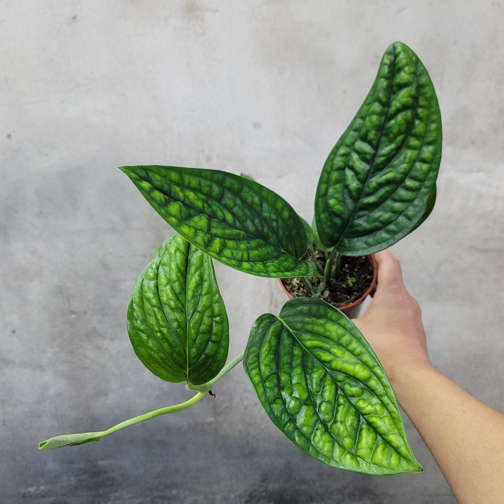 COLLECTOR PLANTS - MONSTERA PERU - 4"