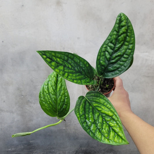 COLLECTOR PLANTS - MONSTERA PERU - 4"