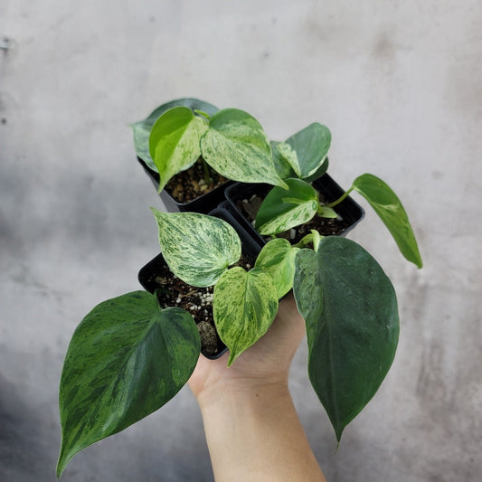 COLLECTOR PLANTS - PHILODENDRON HEDERACEUM VARIEGATED - 2.5"