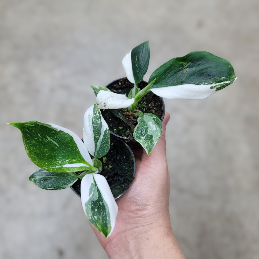 Philodendron 'White Princess' - 2