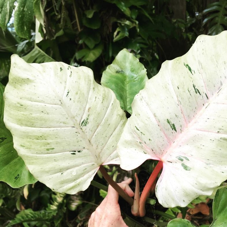 COLLECTOR PLANTS - PHILODENRON SNOWDRIFT - 2"