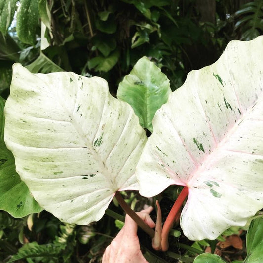 COLLECTOR PLANTS - PHILODENRON SNOWDRIFT - 2"